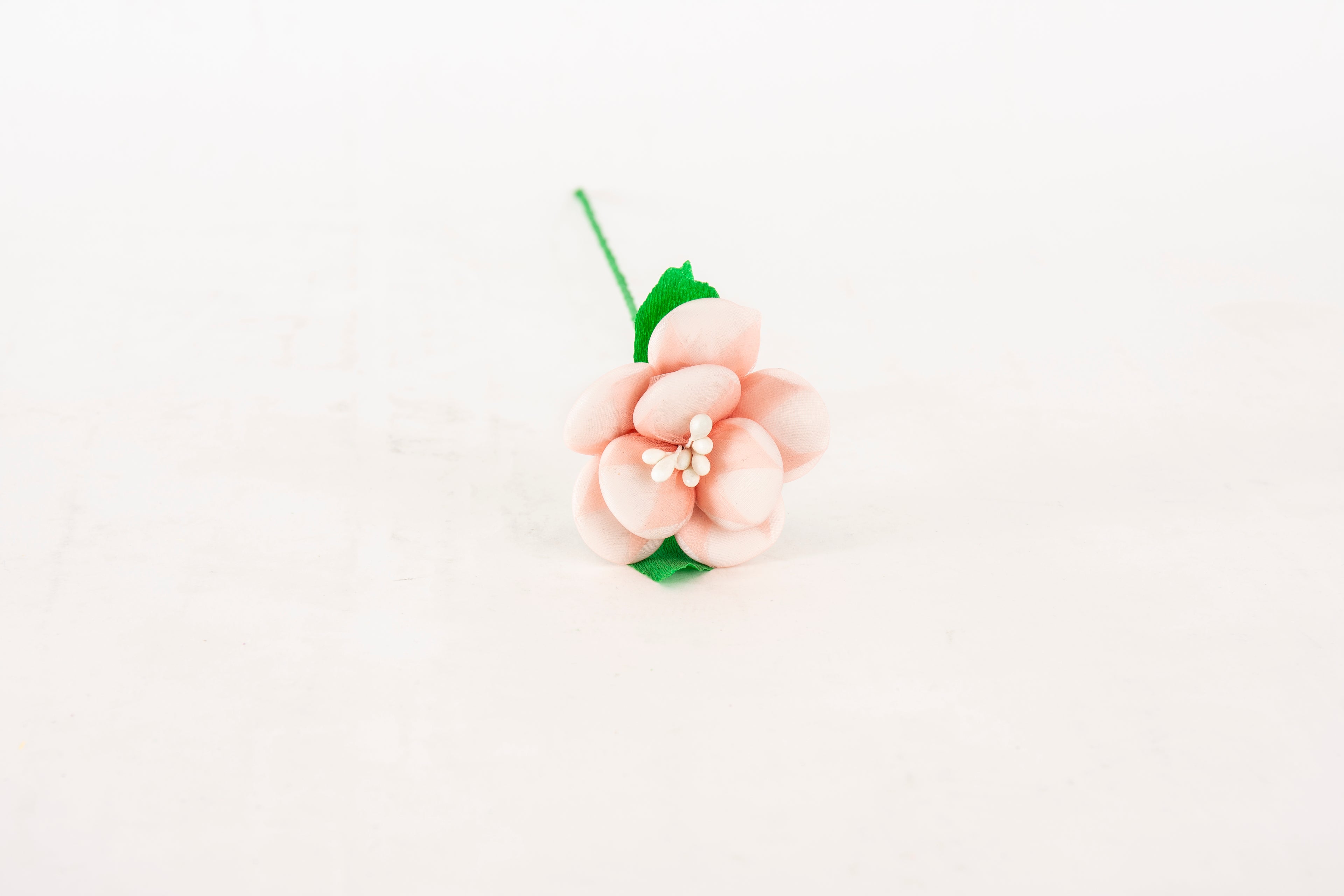 begonia-rosa
