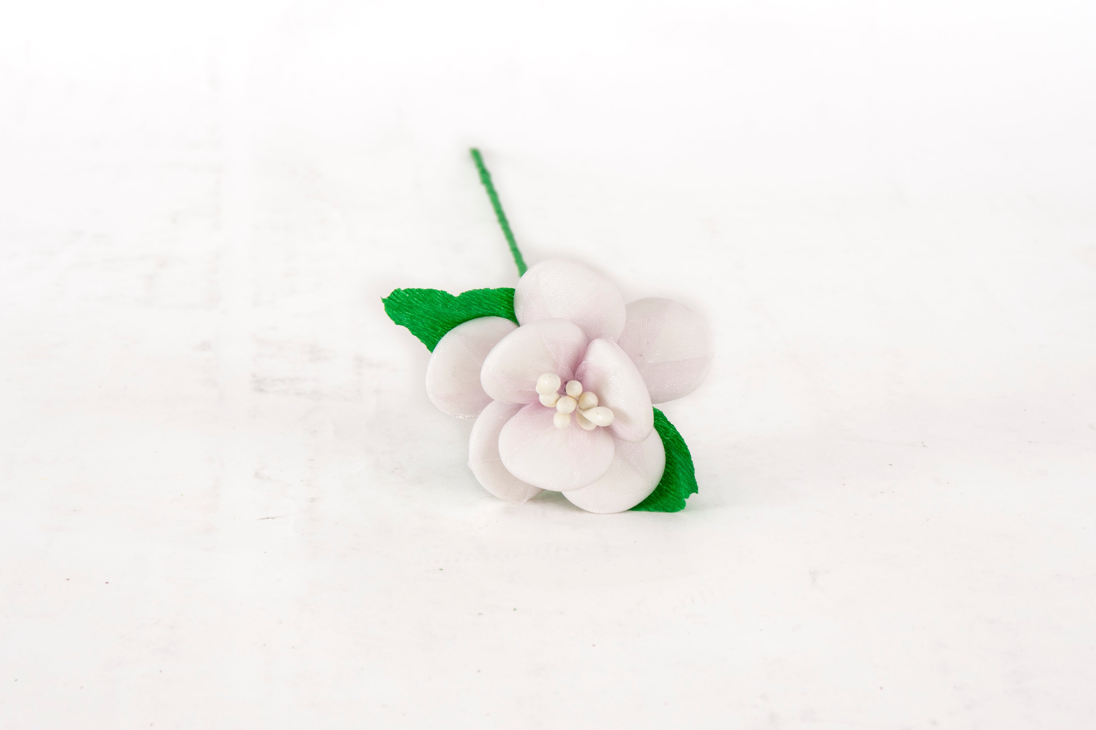 begonia-bianca