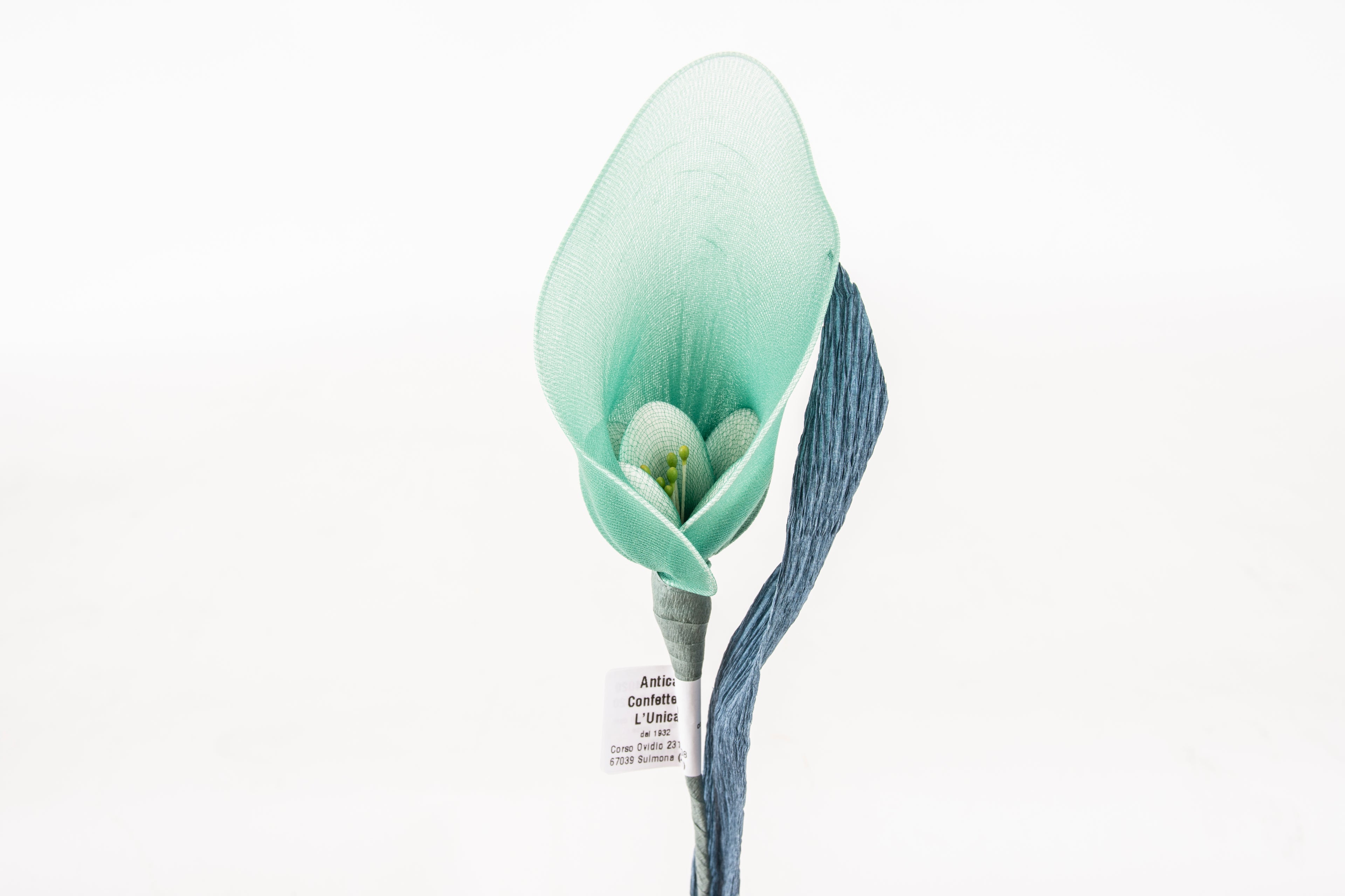 calla-grande-blu