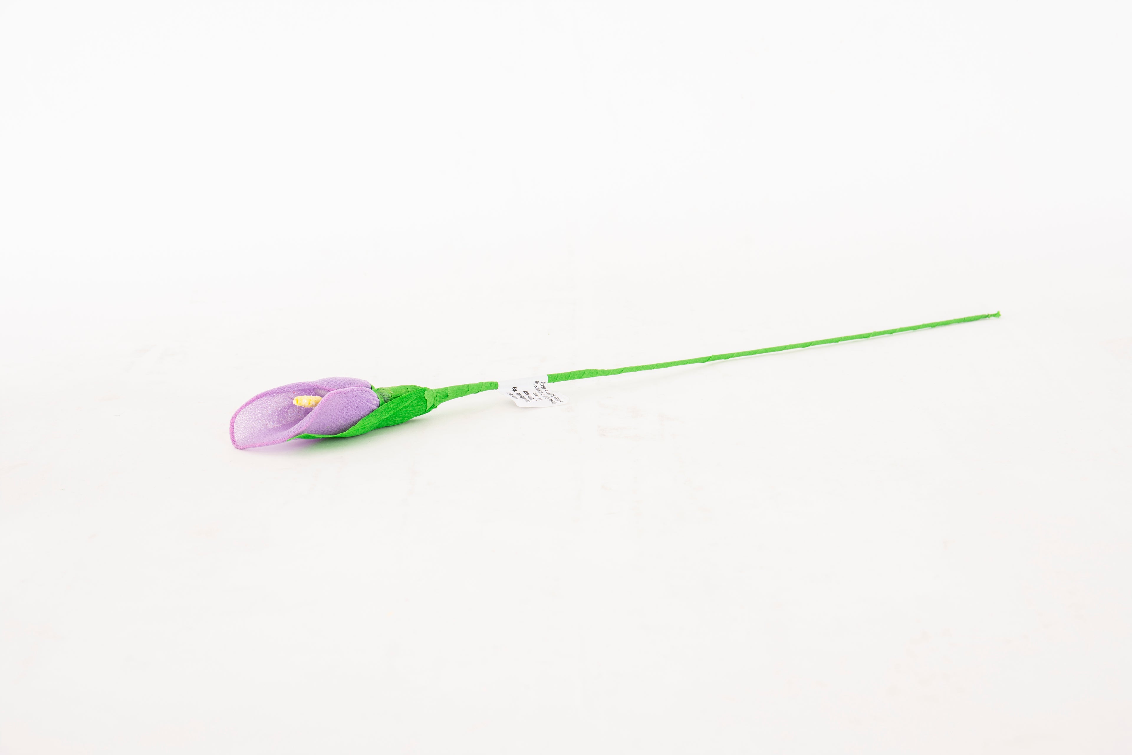 calla-piccola-viola-2
