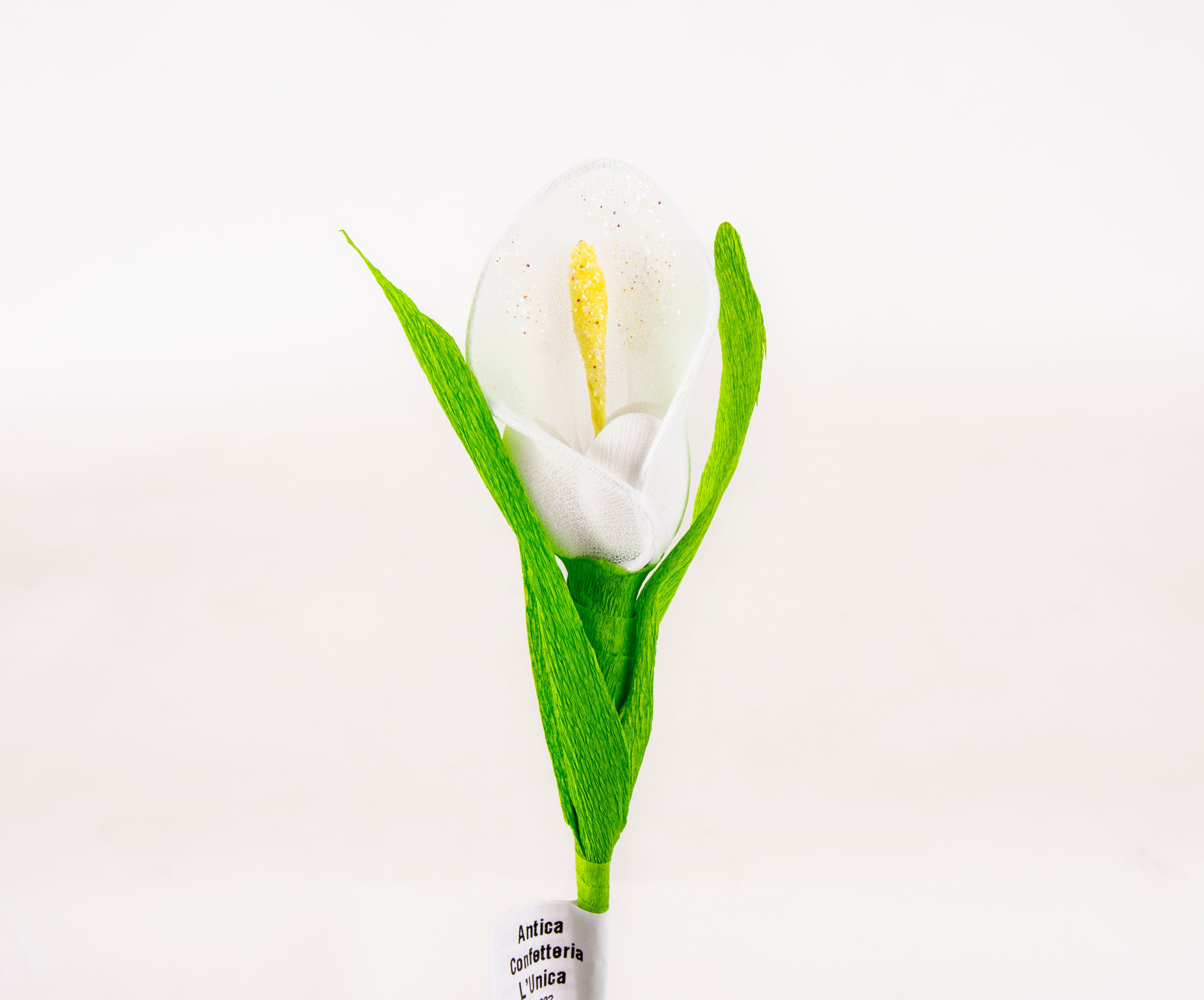 calla-piccola-bianca