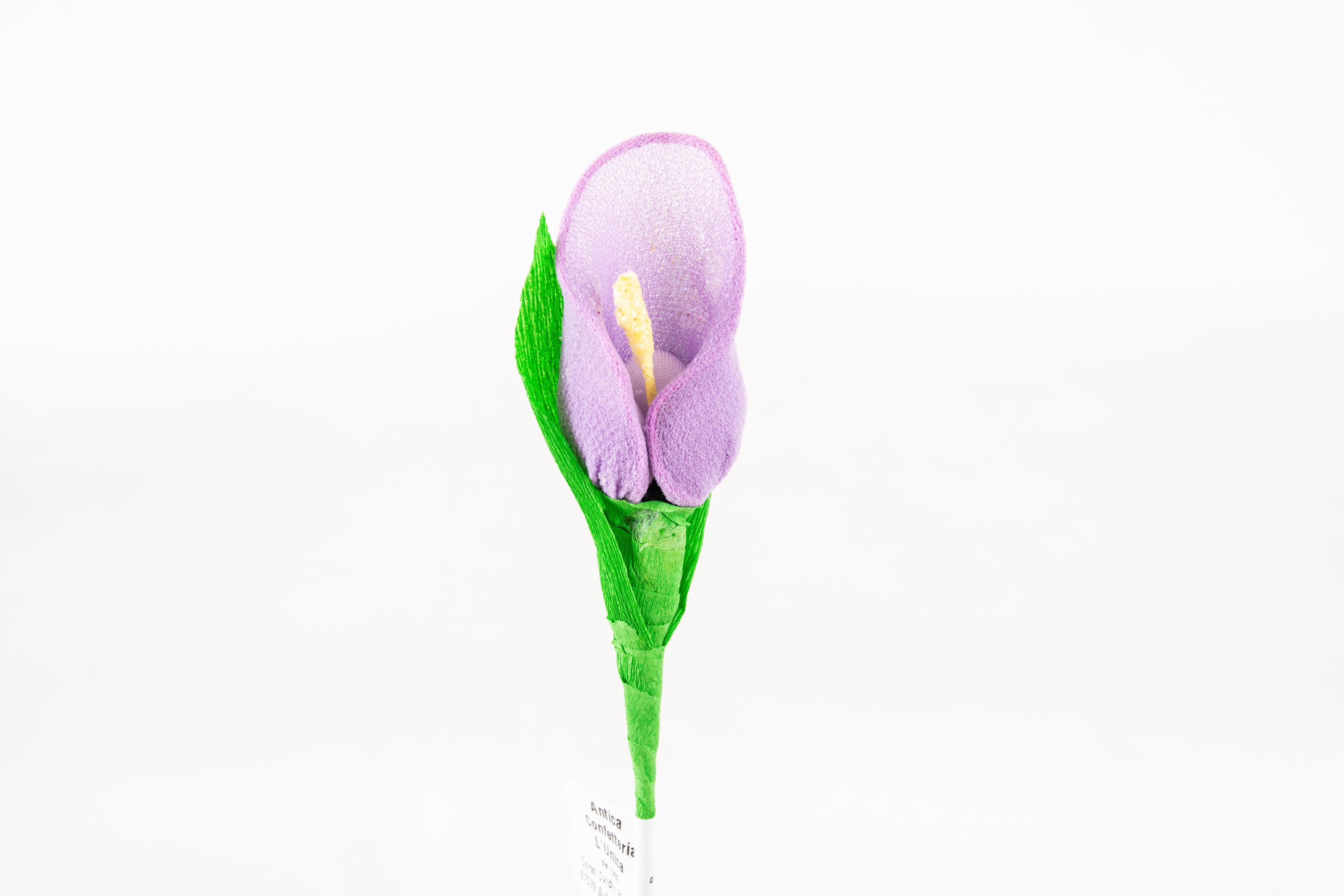 calla-piccola-viola