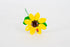girasole-medio-1