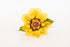 girasole