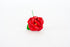 rosa-grande-1