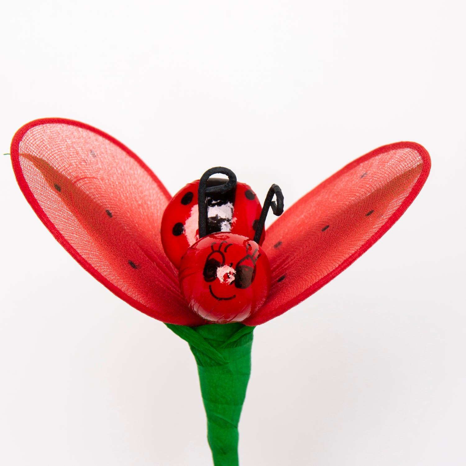 coccinella-media-1