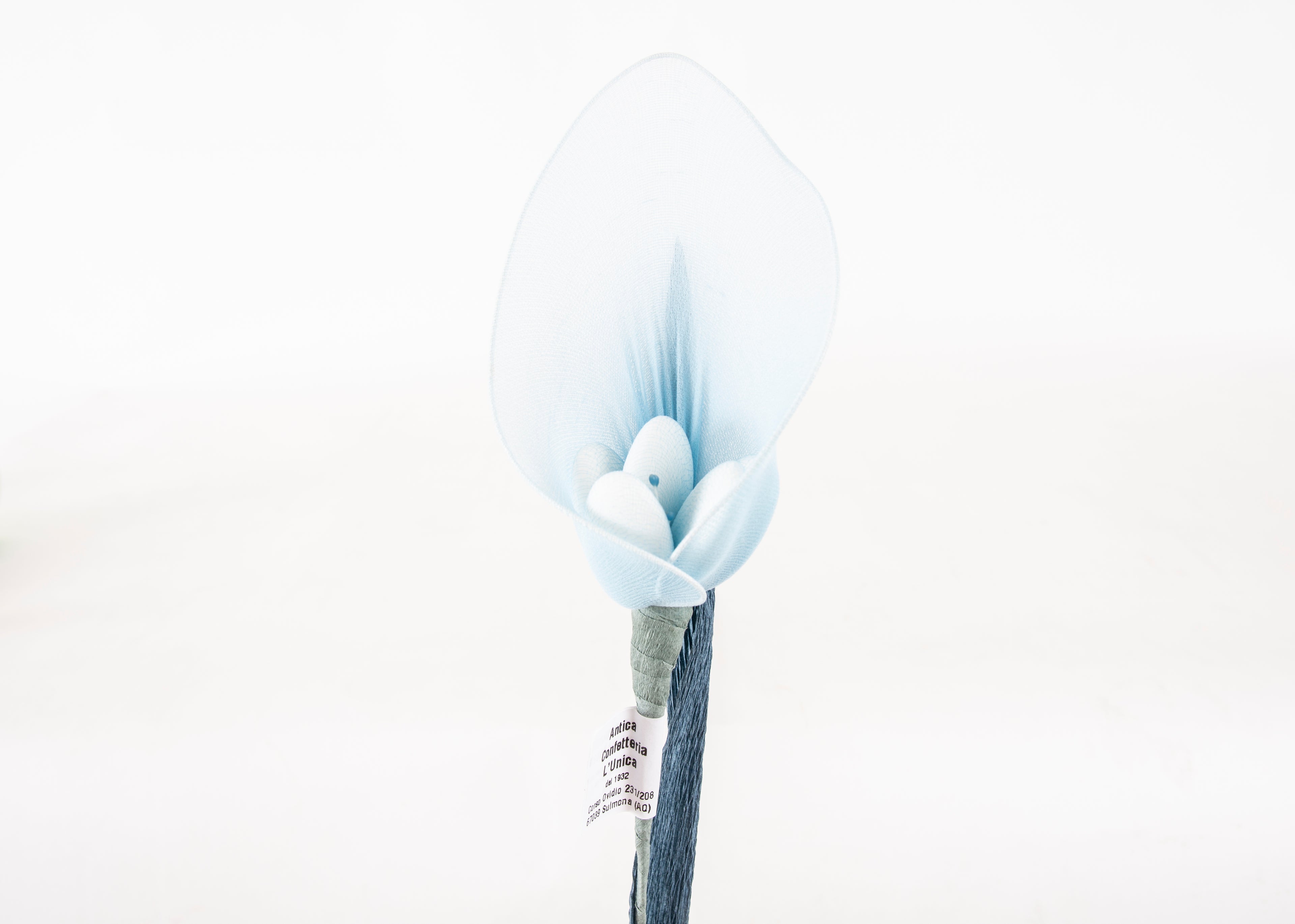 calla-grande-azzurro-2