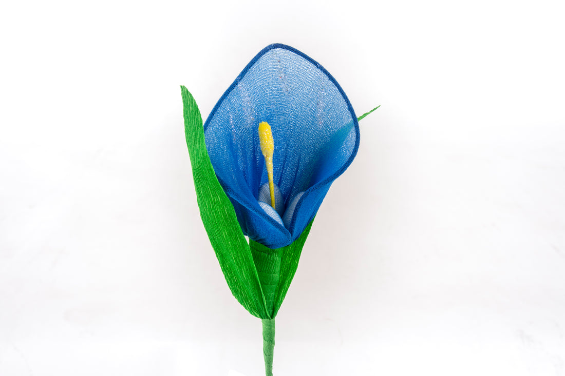 calla-media-blu
