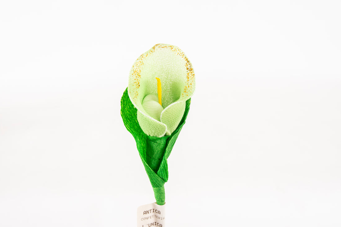 calla-piccola-verde