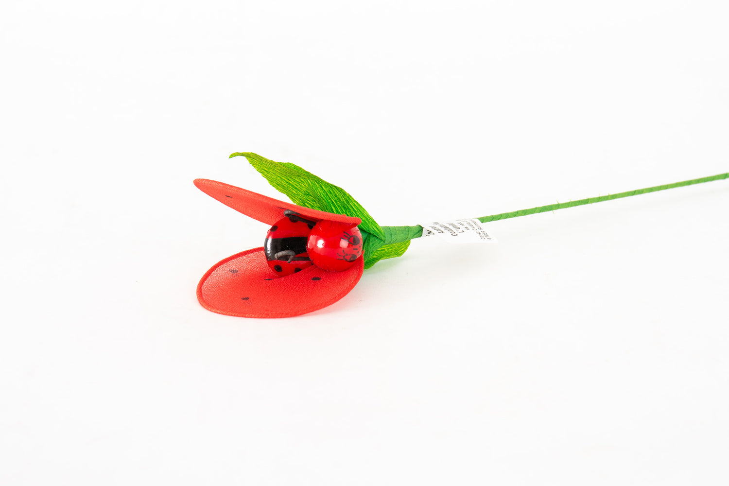 coccinella-media-2