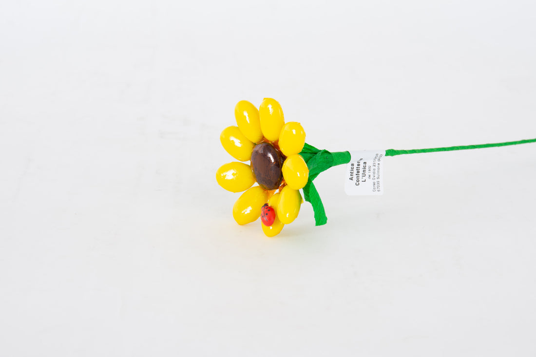 girasole-piccolo-2