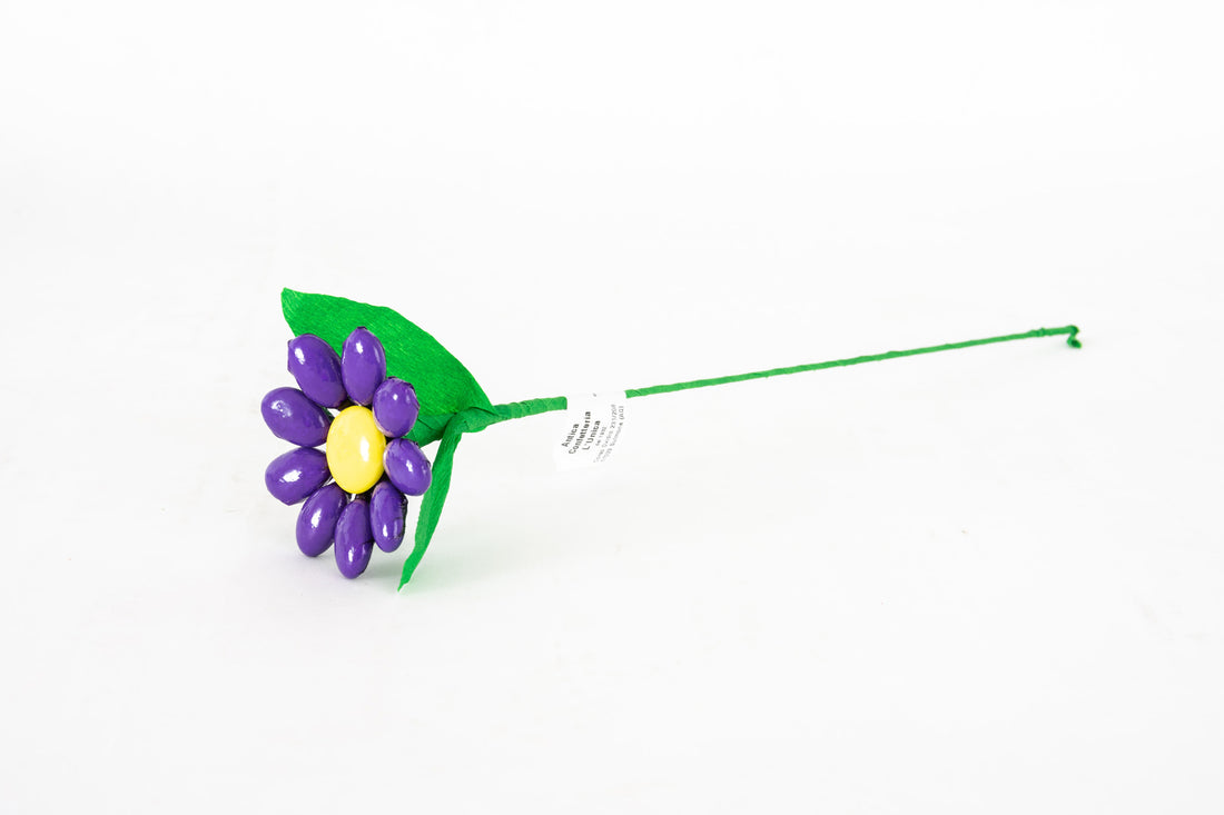 pratolina-vivace-viola-2